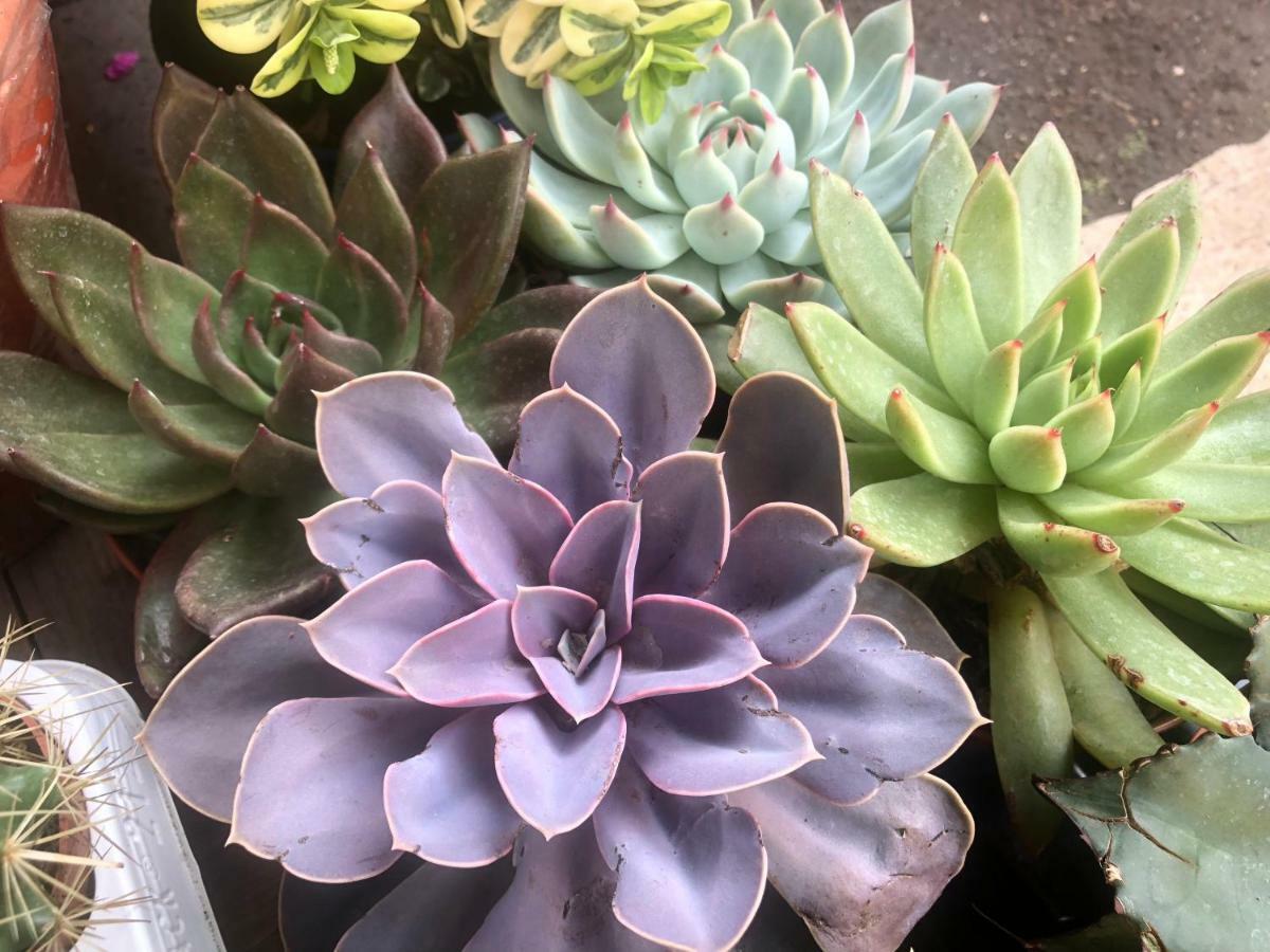 Lizart Garden * Rom